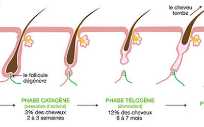 Les cycles pilaires