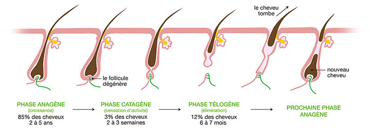 Cycle capillaire