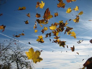 Chute de cheveux en automne