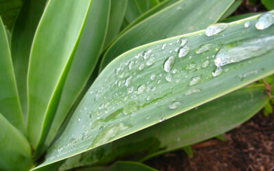 Les bienfaits de l’ Aloe Vera sur vos cheveux