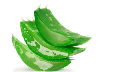 l’ Aloe Vera et vos cheveux
